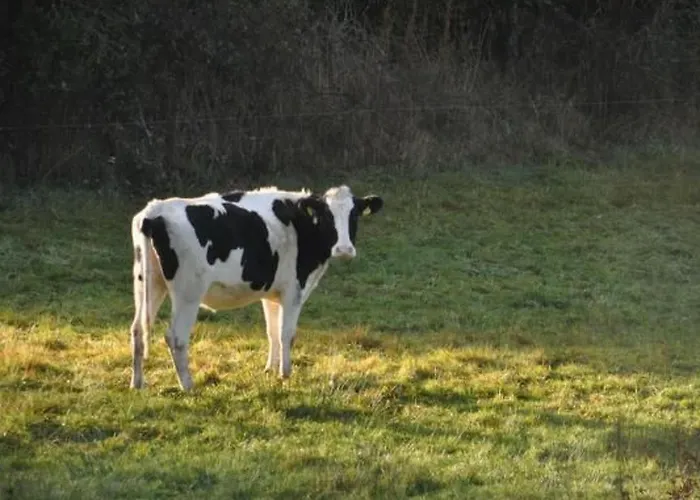 Eifelcottage Wildvogel By Interhome