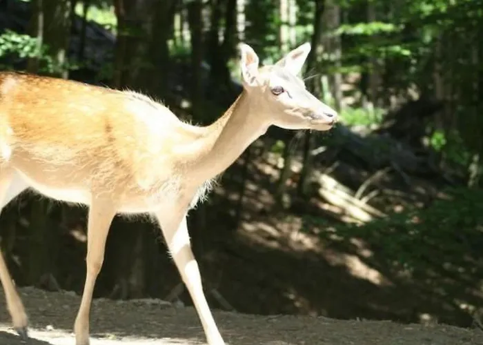 Casa vacanze Eifelcottage Wildvogel By Interhome *